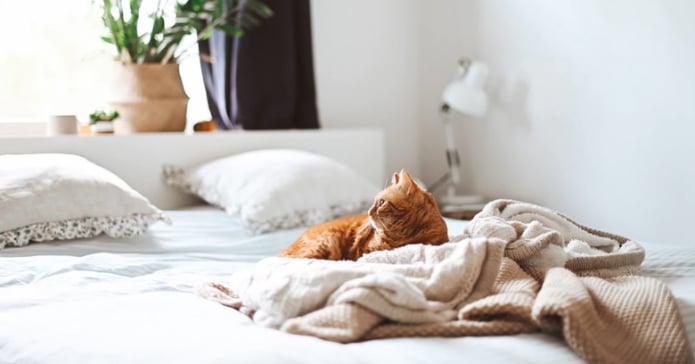 Miracle Sheets